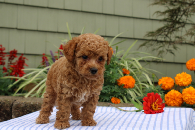 puppy, for, sale, Mini Poodle, Matthew B. Stoltzfus, dog, breeder, Gap, PA, dog-breeder, puppy-for-sale, forsale, nearby, find, puppyfind, locator, puppylocator, aca